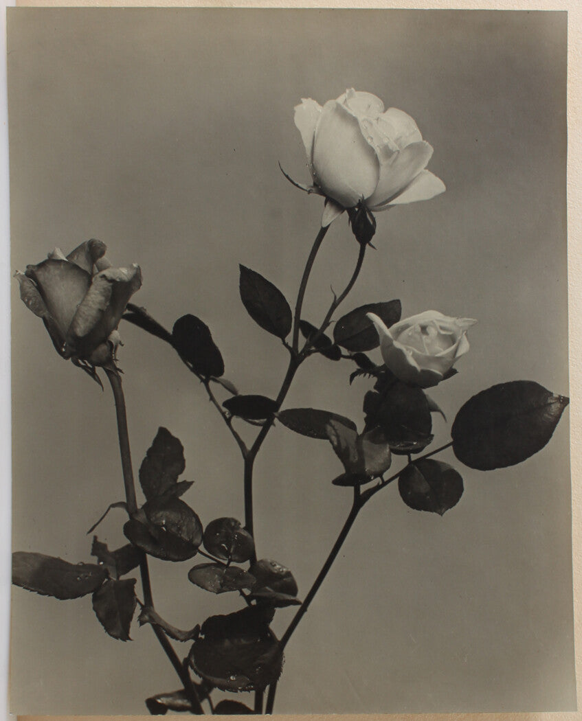 ROSES IN BLOOM. 14 X 11 INCH SILVER PRINT.