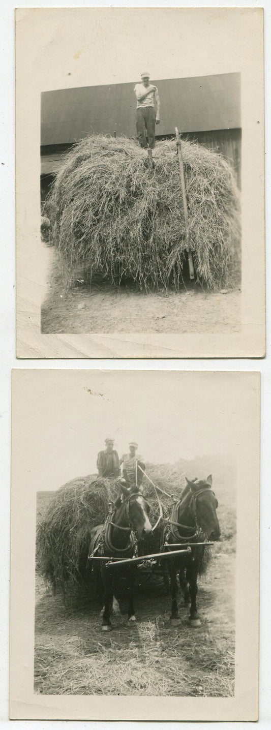 Vintage Farm Photos: Hay Cutting & Harvest, 1900 Silver Prints, 2-Set, 3.5x2.5