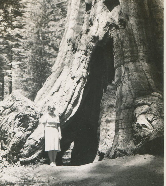 Vintage Yosemite Photo - Woman by Redwood Tree, 2.75x4.5 B&W Print, Mid-Century