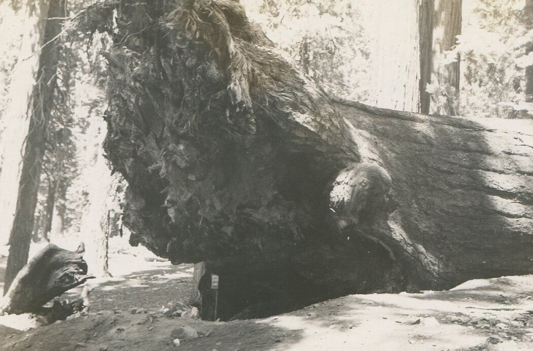 Vintage Yosemite Fallen Redwood Tree Photo, 1940s B&W Print - 2.75x4.5 in,