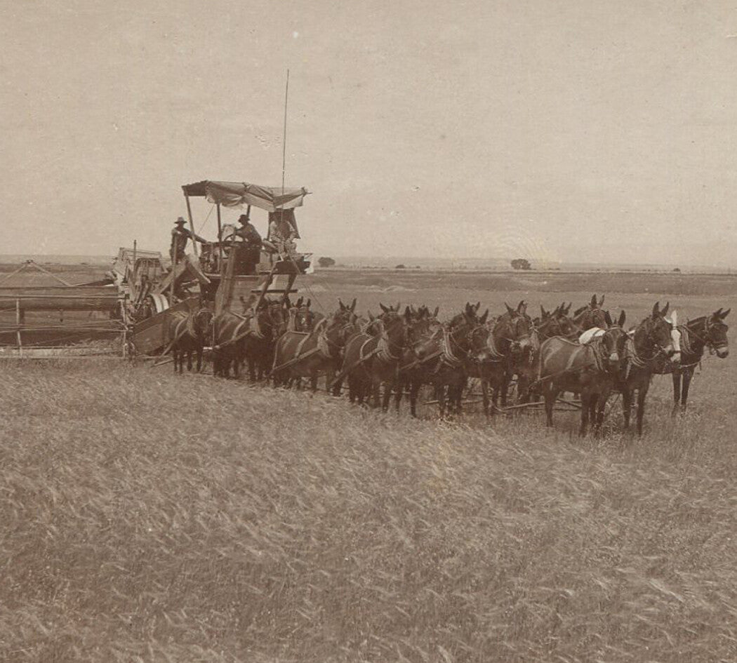 MULE TEAM PULLING FARM MACHINERY. STEREOVIEW.