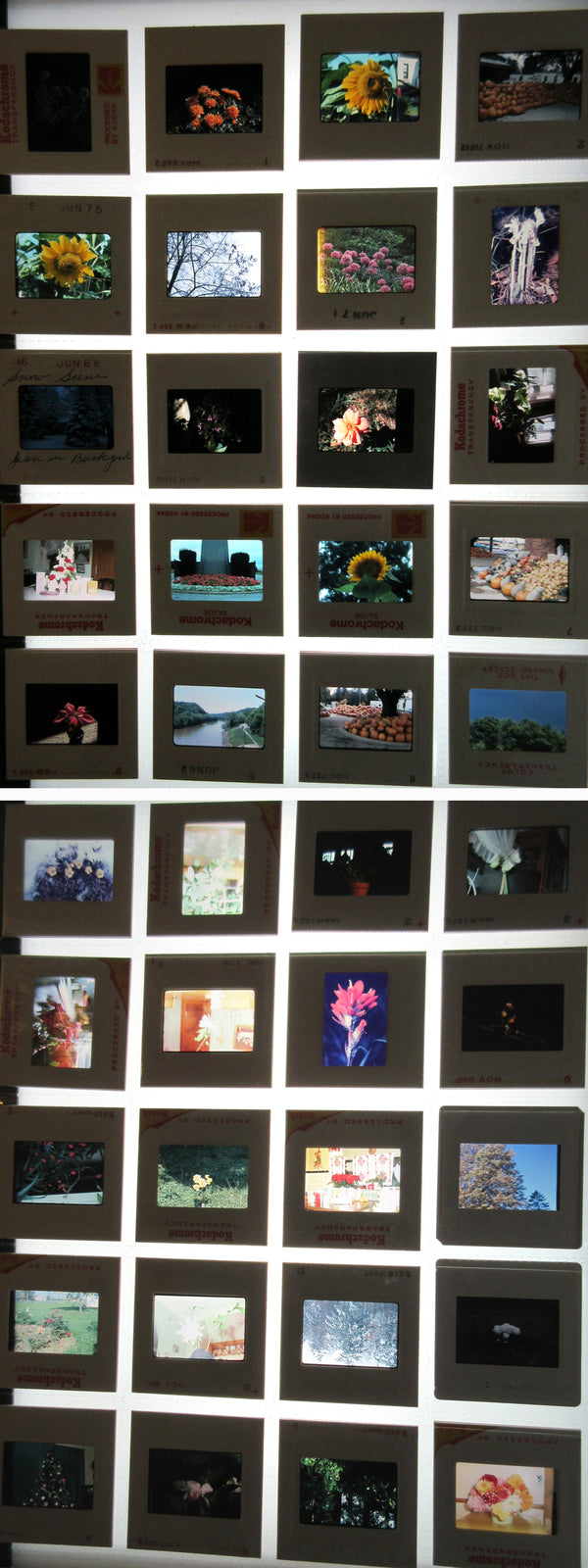NATURE, FLOWERS, TREE, MISC.  KODACHROME, EKTACHROME, 400 PLUS SLIDES.
