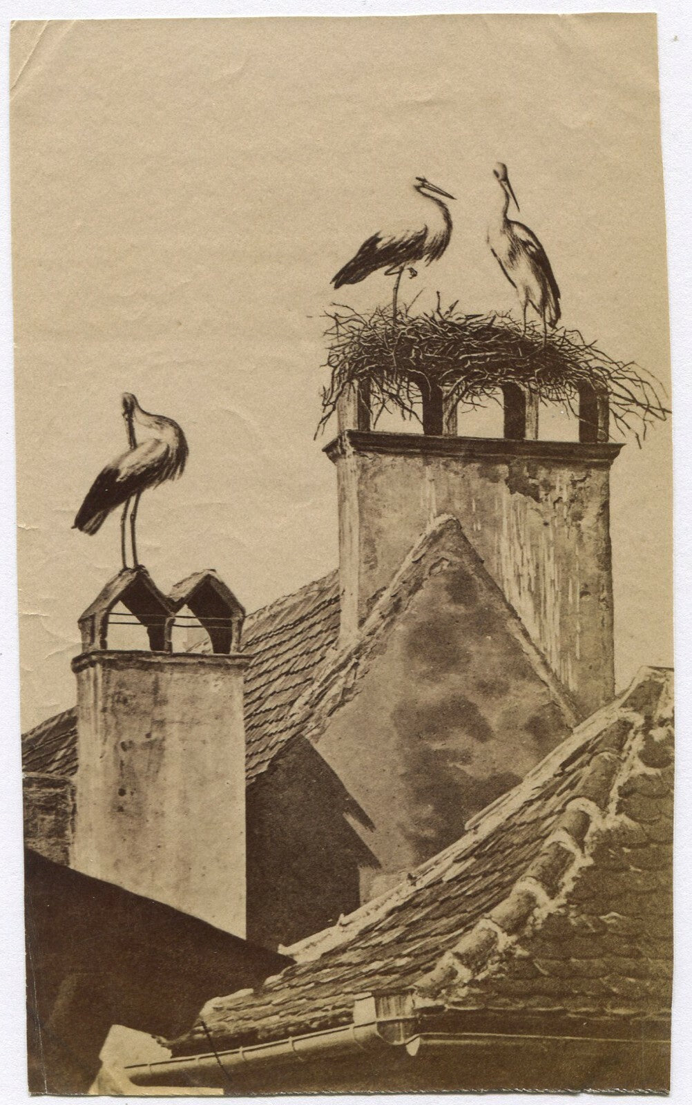 Original Vintage Albumen Photo: Pelicans on Rooftops, Unmounted 4x6 -- Urban