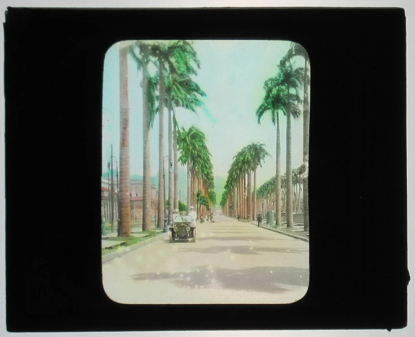 Vintage Rio de Janeiro, Brazil Palm Tree Street Glass Photo - Tinted Hand-Colored Lantern Slide 3.25 x 4 in