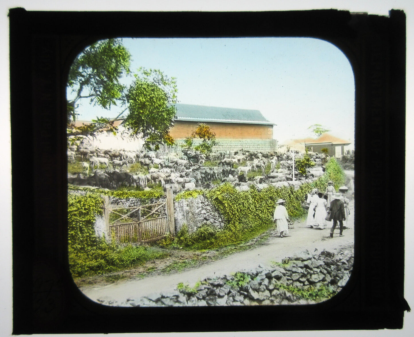 PEOPLE WALKING PAST LIVESTOCK. TINTED PHOTO ON GLASS.