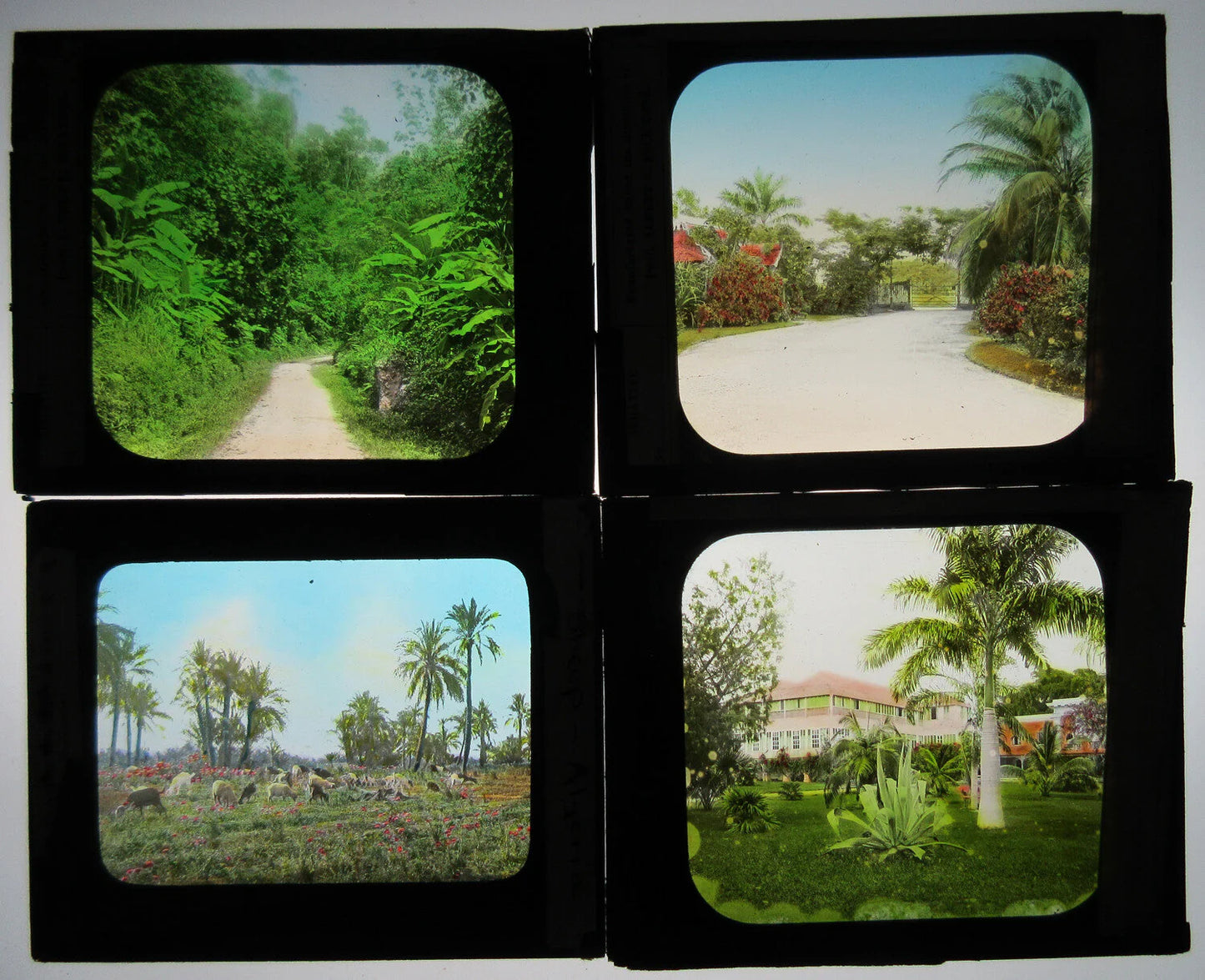 Vintage 4-Set Lantern Slide with Hand-Colored, Tinted Photo on Glass, Pastoral Scenes Below the Equator