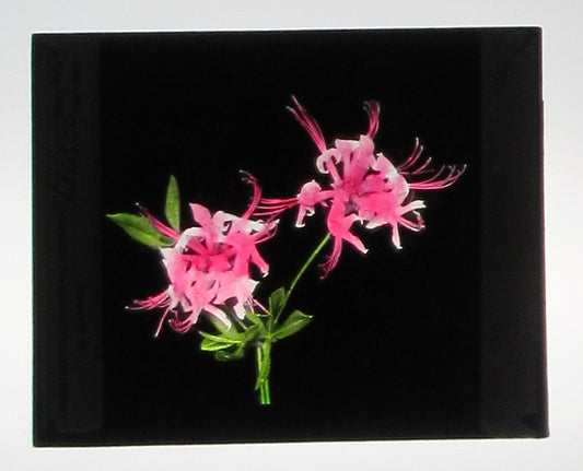 WILD AZALEAS. TINTED PHOTO ON GLASS. LANTERN SLIDE. HAND COLORED PHOTO ON GLASS.