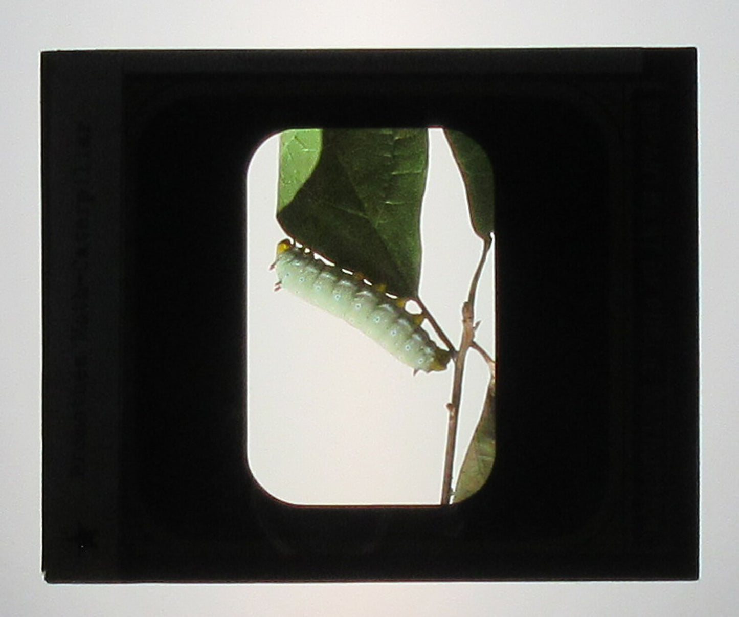 PROMETHEA MOTH CATERPILLAR HAVING A SNACK. TINTED PHOTO ON GLASS.