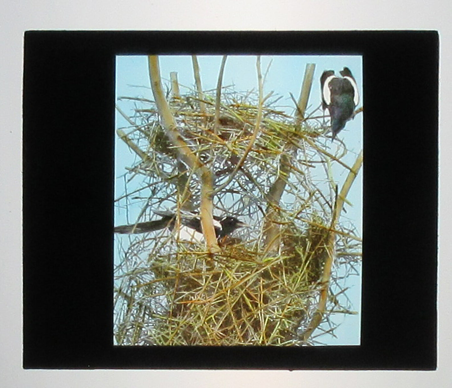 MAGPIE W/NEST. HAND COLORED PHOTO ON GLASS. HAND COLORED PHOTO ON GLASS.