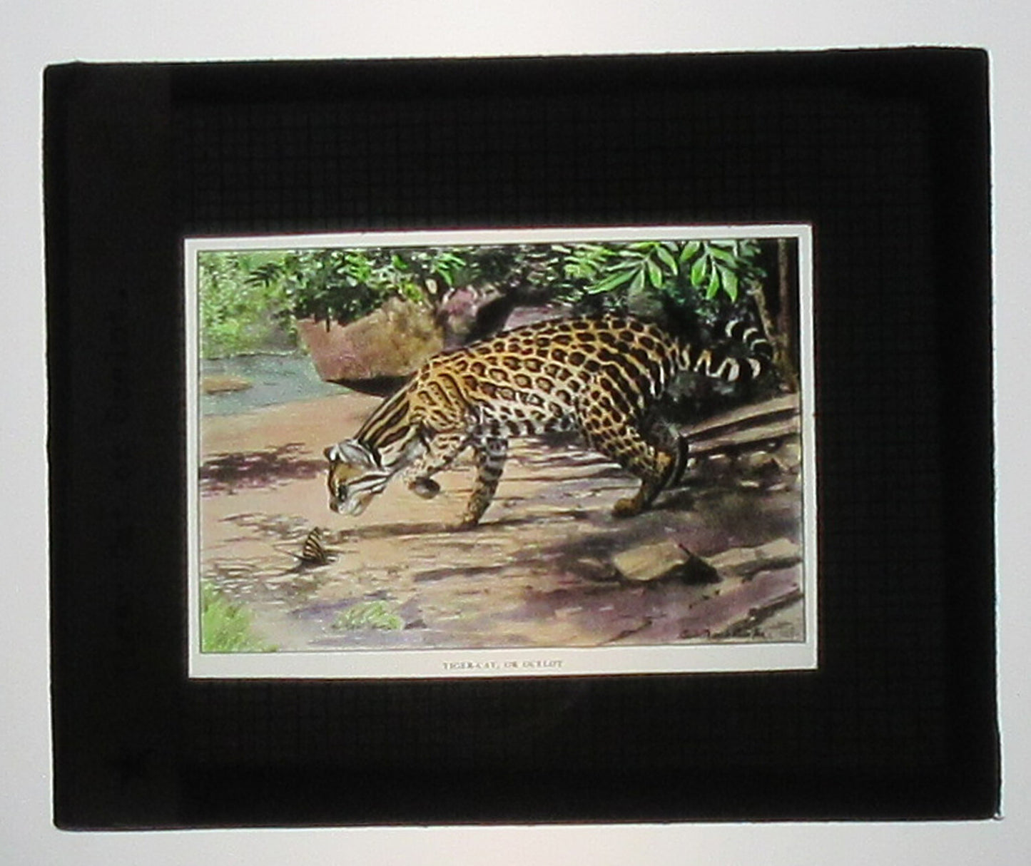 OCELOT, TIGER CAT. ARTWORK, HAND COLORED PHOTO ON GLASS.