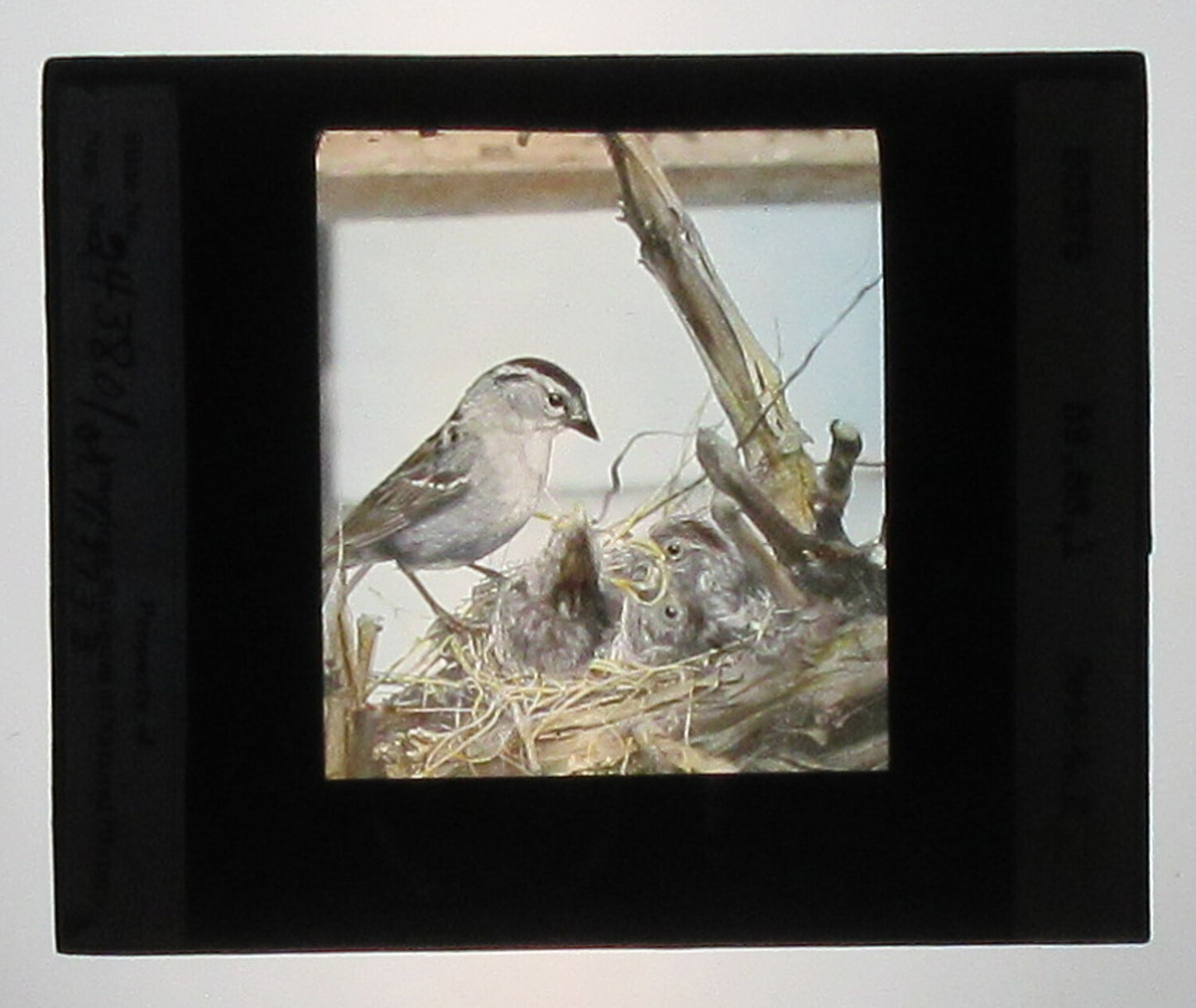 SPARROW W/CHICKS. HAND COLORED PHOTO ON GLASS.
