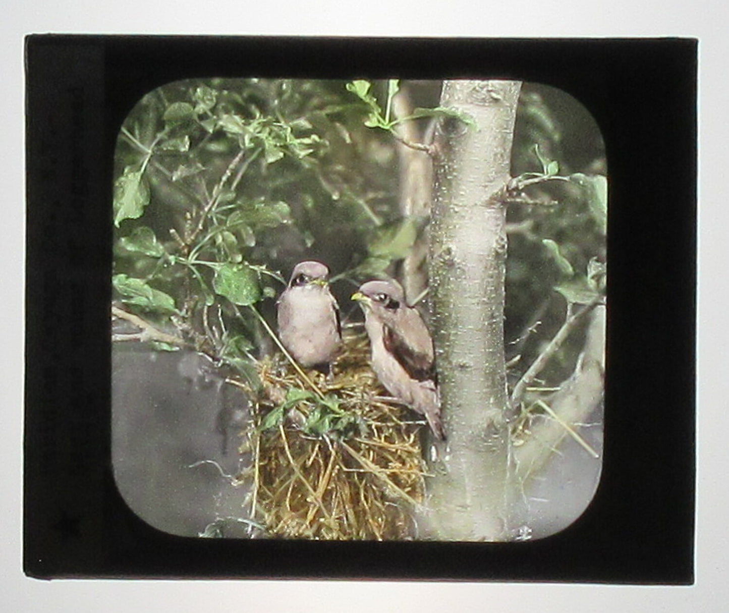 LOGGERHEAD SHRIKE ON NEST. HAND COLORED PHOTO ON GLASS.