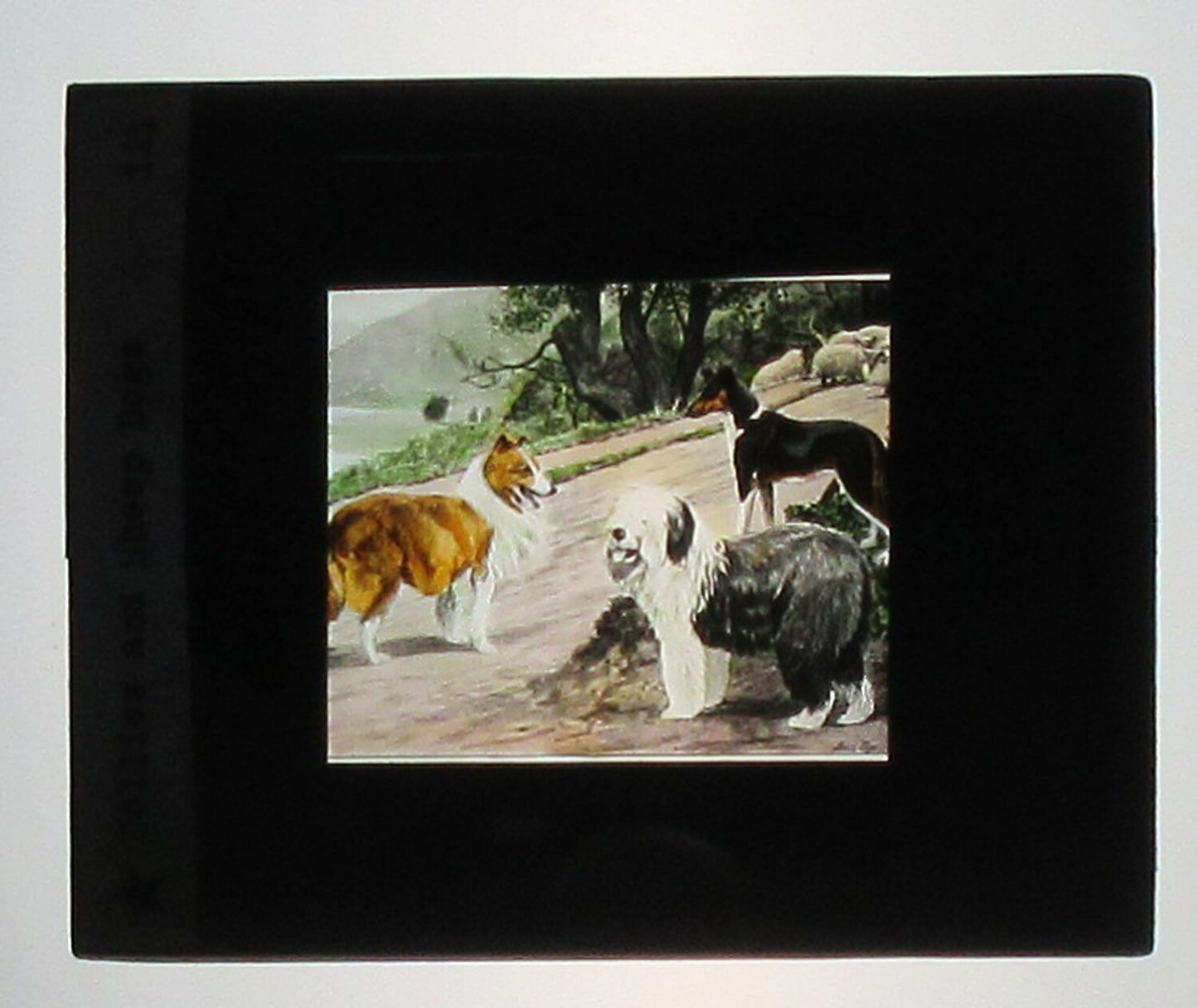 COLLIES AND SHEEPDOGS. ARTWORK, HAND COLORED PHOTO ON GLASS.