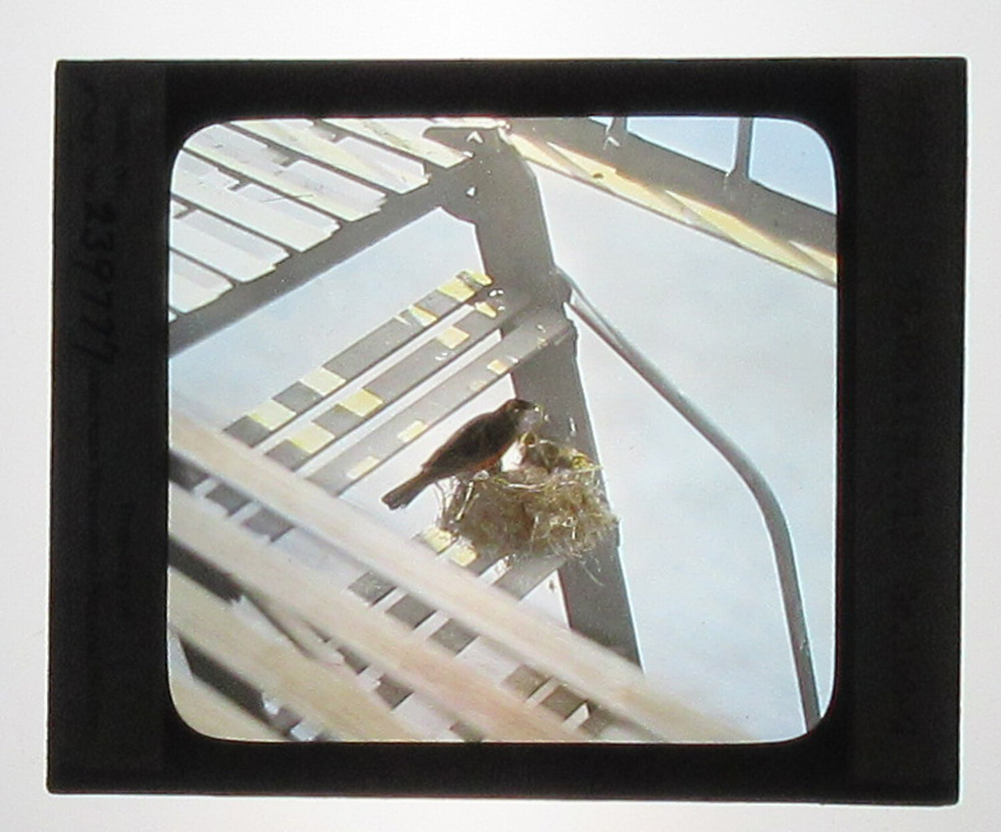 ROBIN FEEDING YOUNG. HAND COLORED PHOTO ON GLASS.