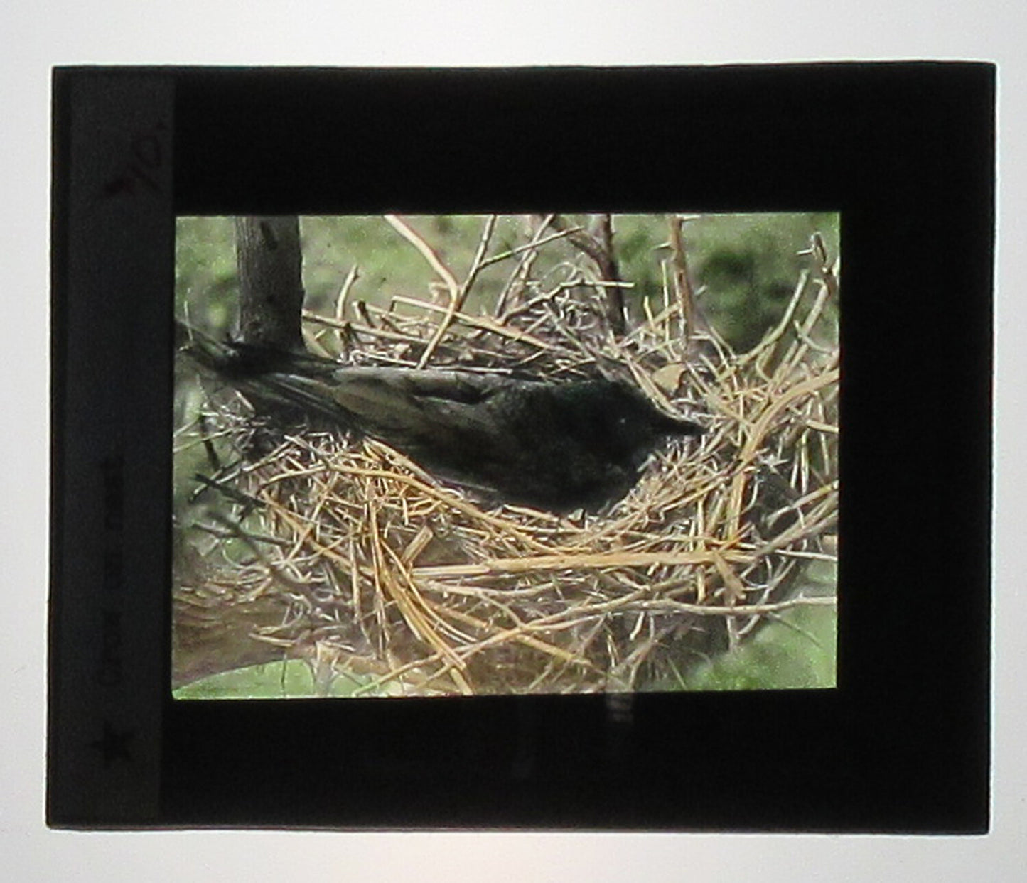CROW ON NEST. HAND COLORED PHOTO ON GLASS.