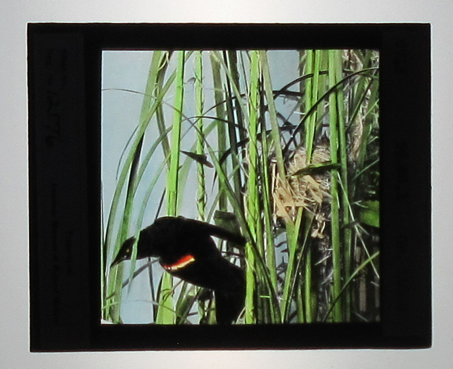 RED WINGED BLACKBIRD. HAND COLORED PHOTO ON GLASS.