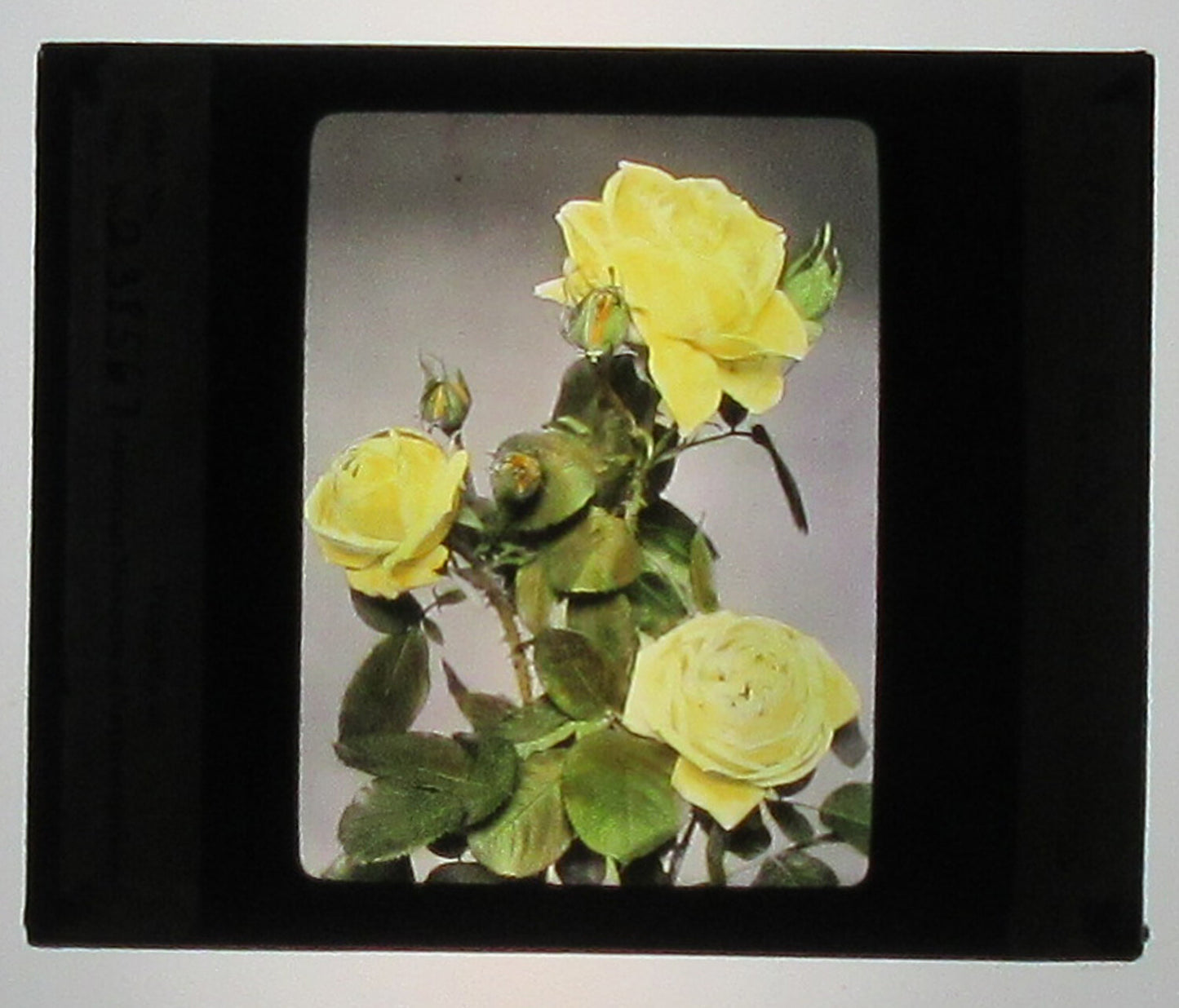 CLIO ROSE. HAND COLORED PHOTO ON GLASS.