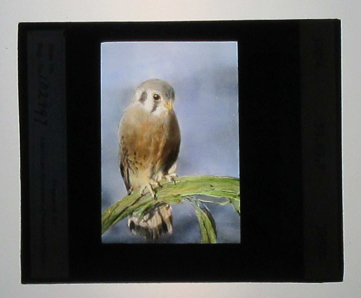 SPARROW HAWK. HAND TINTED PHOTO ON GLASS.
