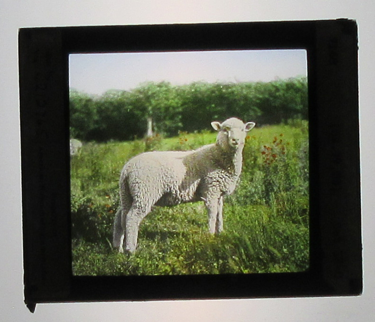 SHEEP IN PASTURE. HAND COLORED PHOTO ON GLASS.