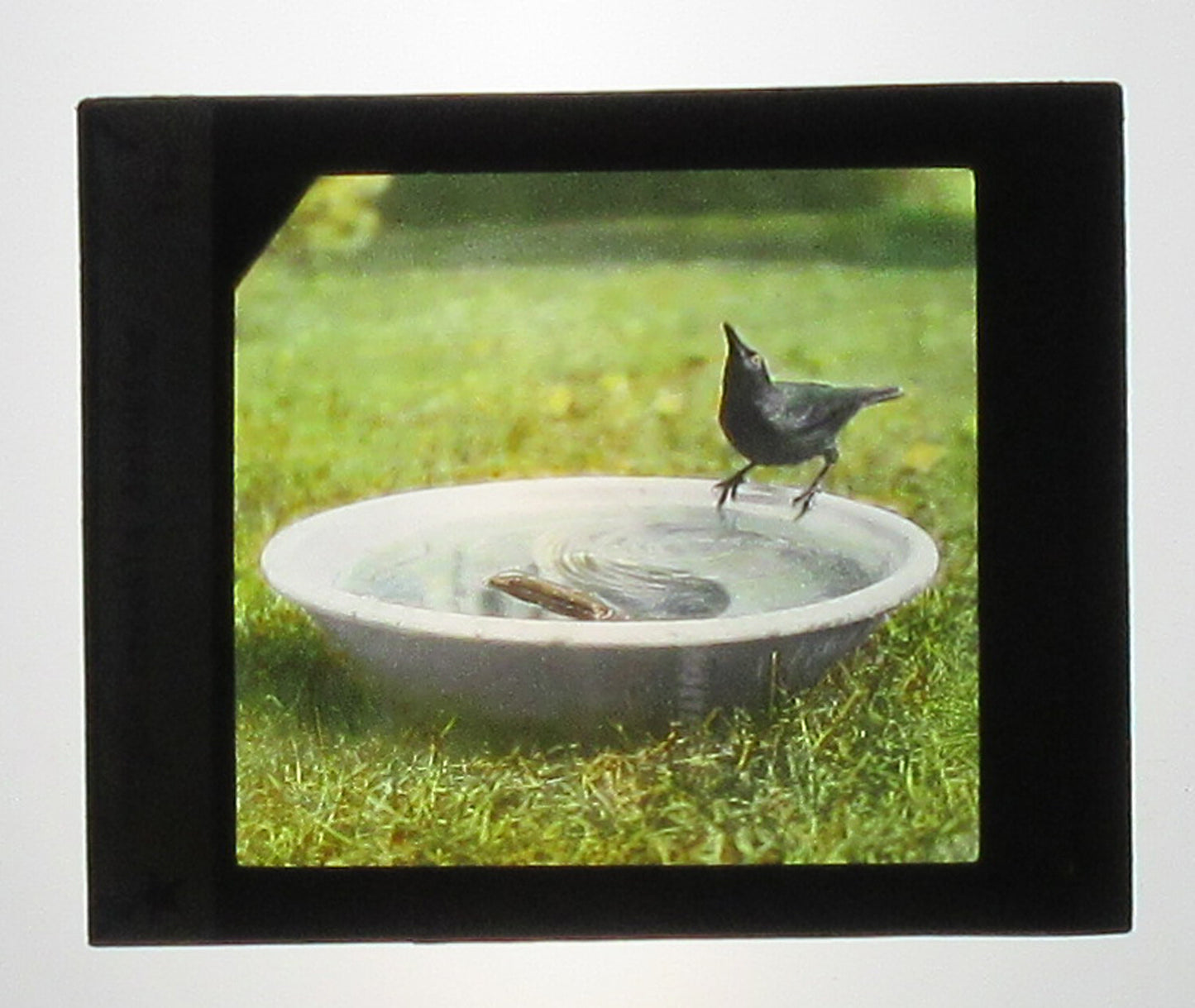 PURPLE GRACKLE GETTING HIS DRINK ON. HAND COLORED PHOTO ON GLASS.