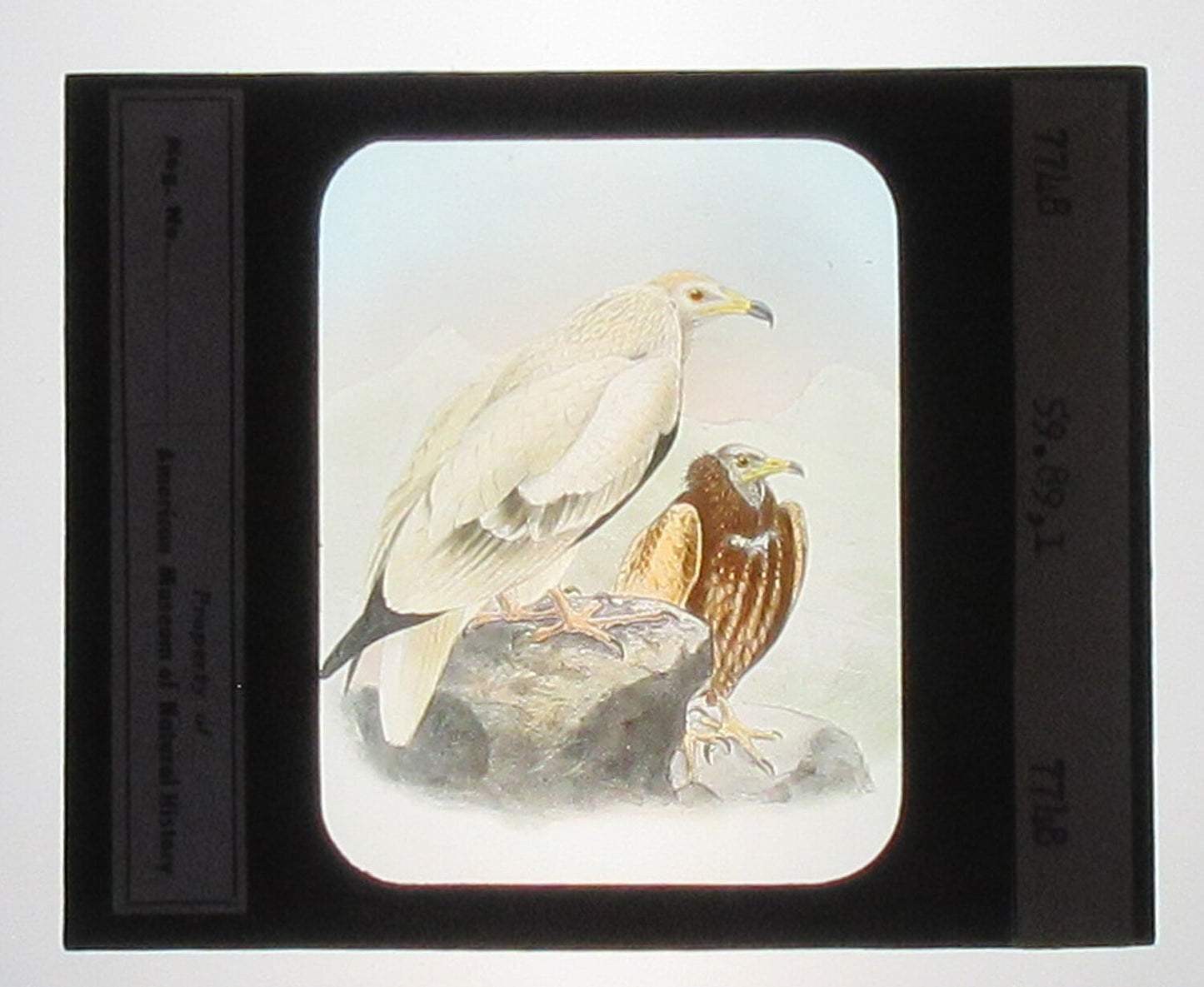 EGYPTION VULTURE. ARTWORK. HAND COLORED PHOTO ON GLASS. TINTED LANTERN SLIDE.