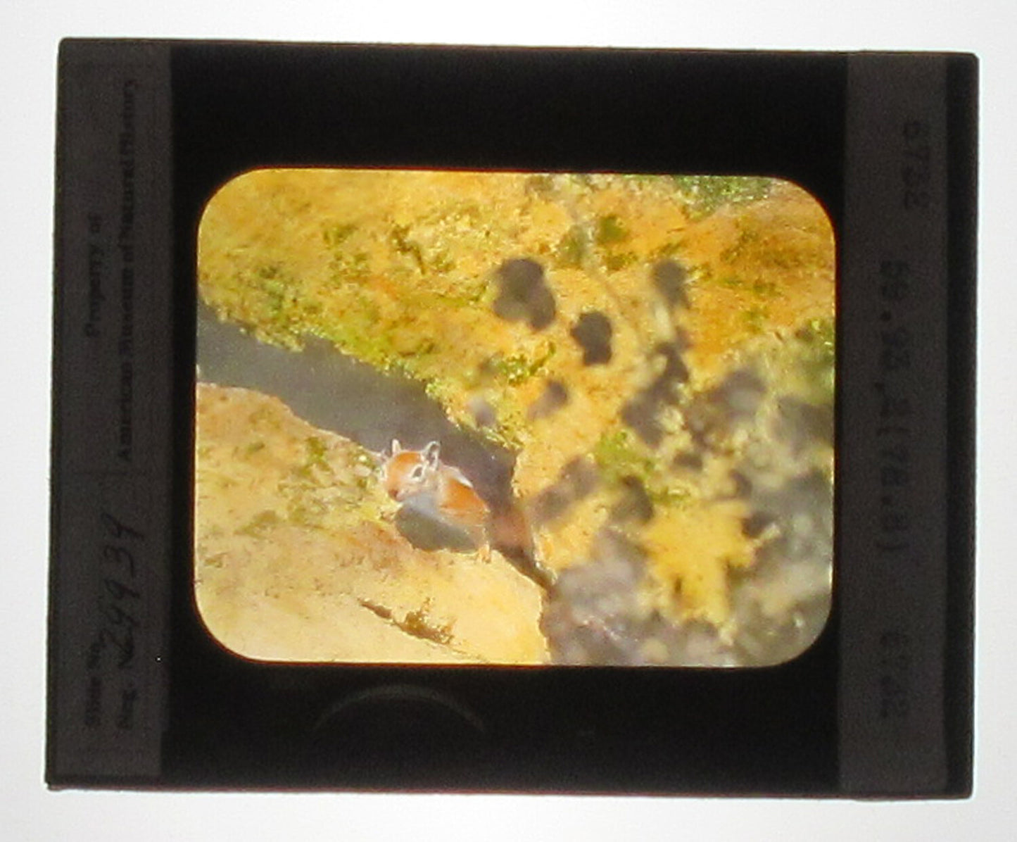 SAYS GROUND SQUIRREL. HAND COLORED PHOTO ON GLASS. TINTED LANTERN SLIDE.