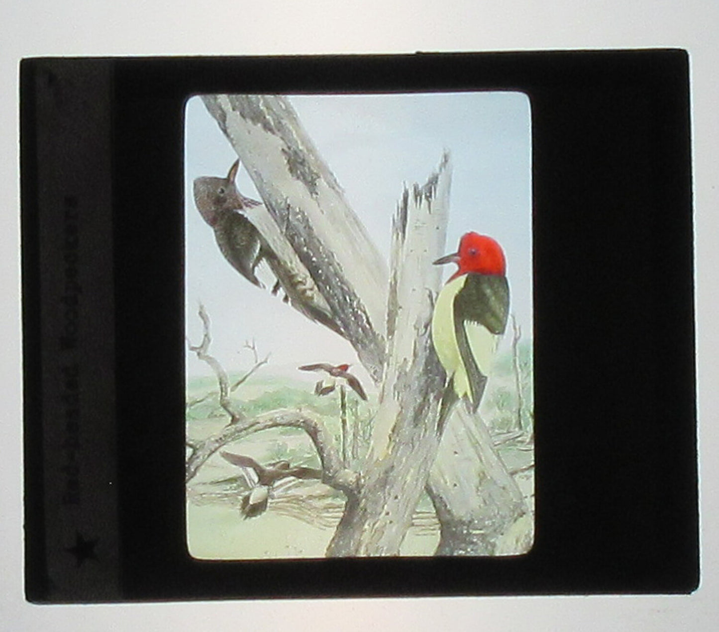 RED HEADED WOODPECKER. ARTWORK.HAND COLORED PHOTO IN GLASS. TINTED LANTERN SLIDE