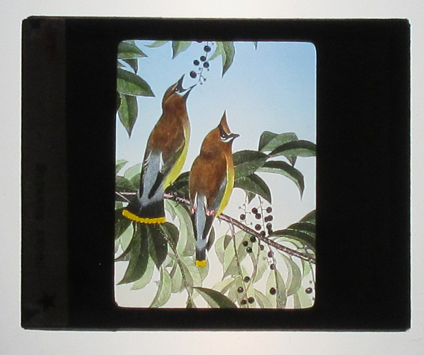 CEDAR WAXWING. ARTWORK. HAND COLORED PHOTO ON GLASS. TINTED LANTERN SLIDE.