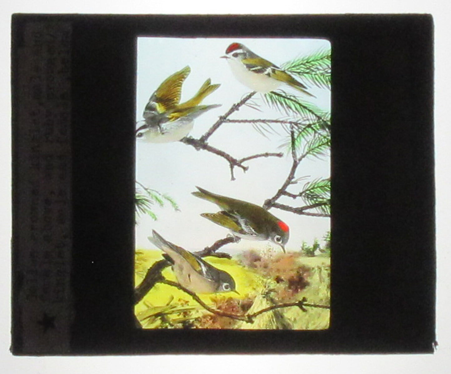 GOLDEN AND RUBY CROWNED KINGLETS. HAND COLORED PHOTO ON GLASS.