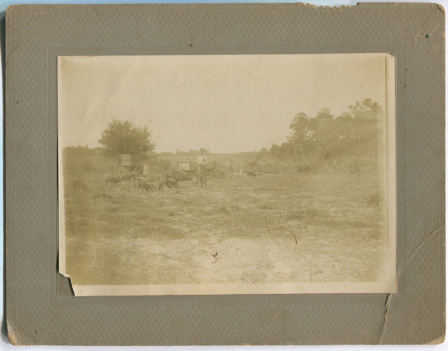 PIG FARMER TENDING TO LIVESTOCK. 2 SET 5X7 SILVER PRINTS ON 7X9 INCH CARD.