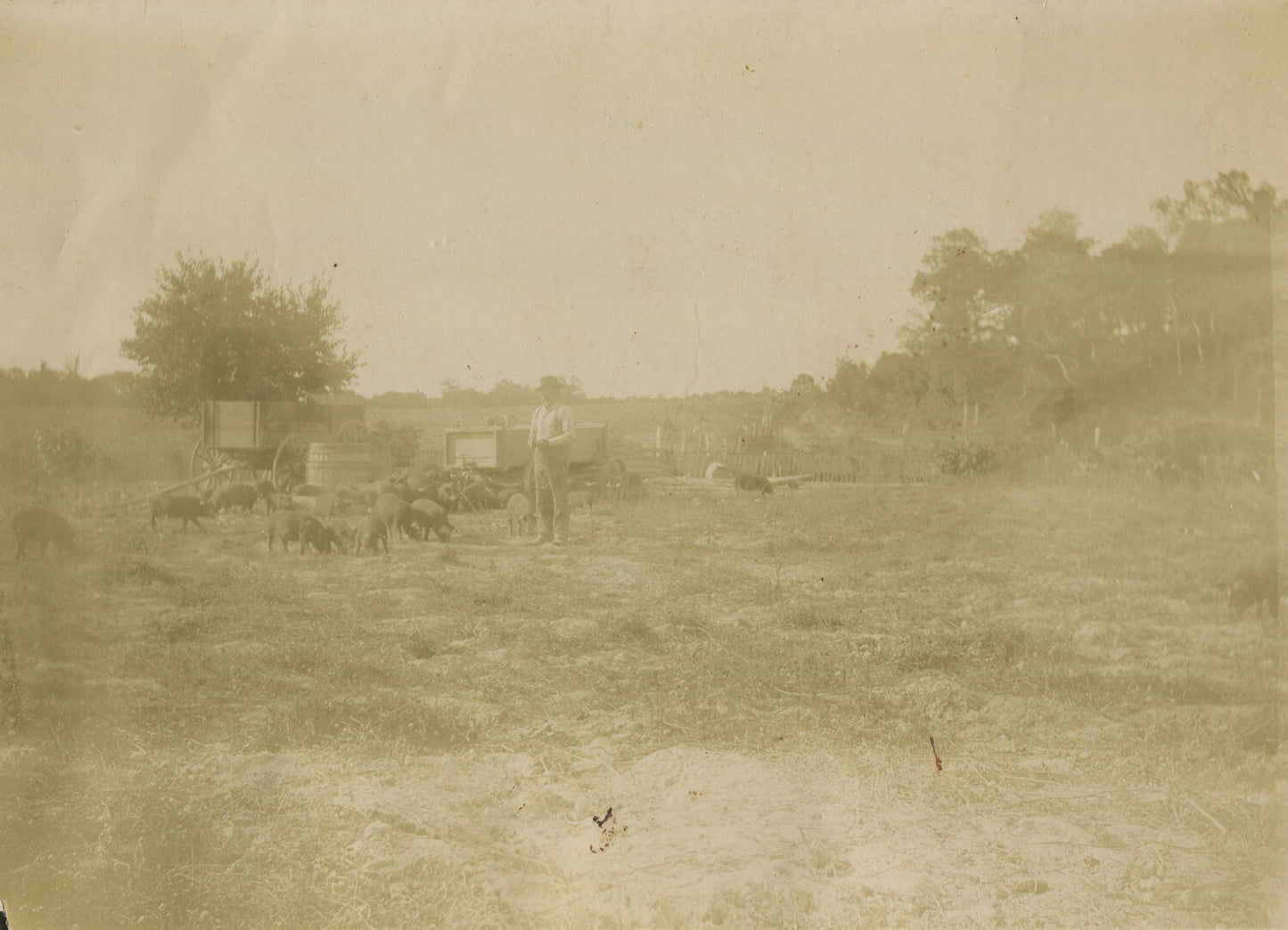 PIG FARMER TENDING TO LIVESTOCK. 2 SET 5X7 SILVER PRINTS ON 7X9 INCH CARD.