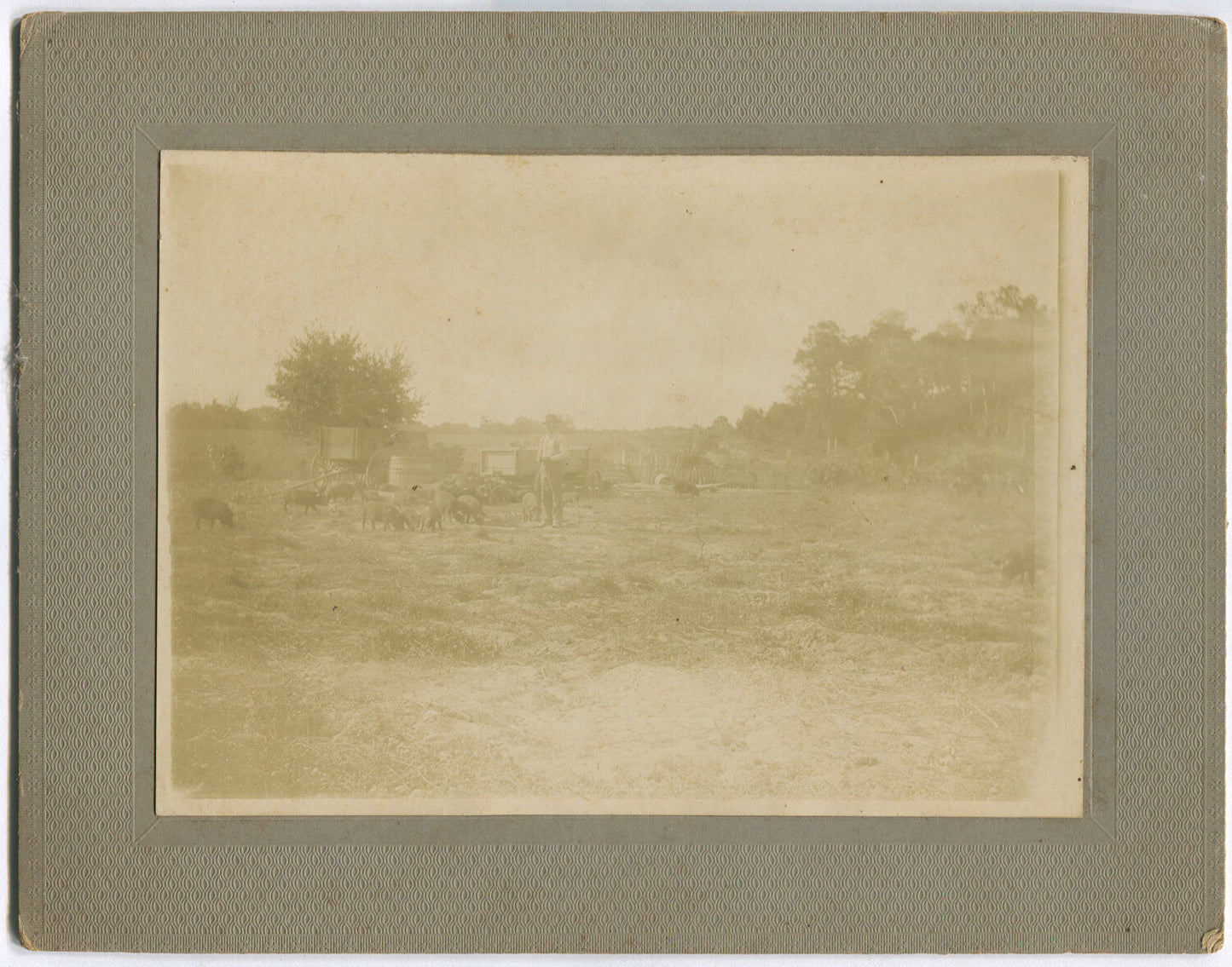 PIG FARMER TENDING TO LIVESTOCK. 2 SET 5X7 SILVER PRINTS ON 7X9 INCH CARD.