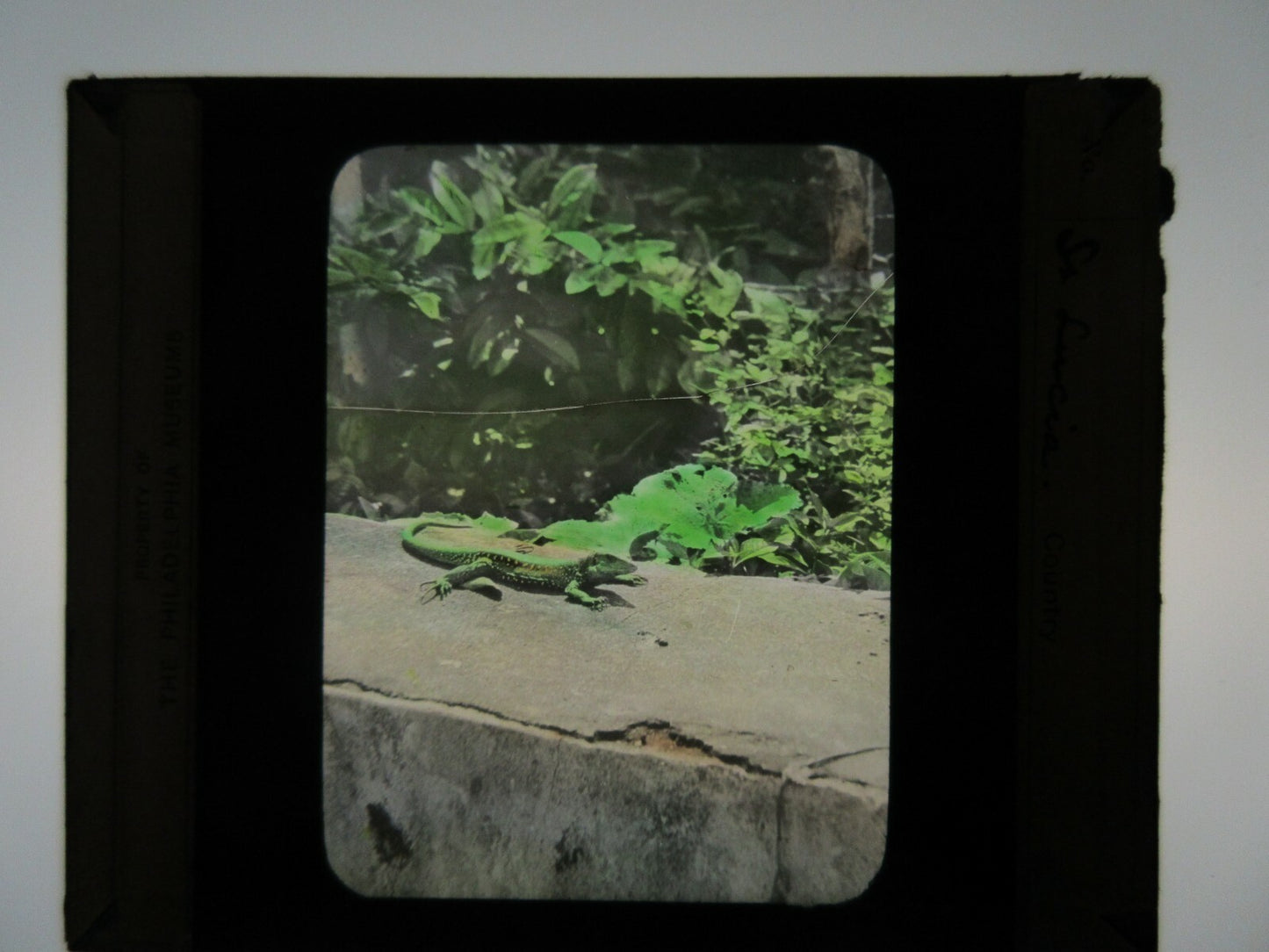 CUTE GREEN REPTILE CATCHING SOME SUN. HAND COLORED PHOTO ON GLASS.