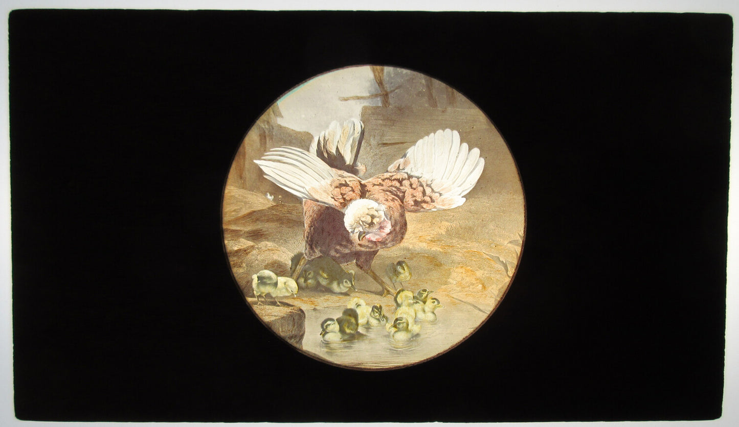 MAGIC LANTERN SLIDE, BIRD W/CHICKS, ART ON GLASS IN 4X7 WOOD HOLDER.