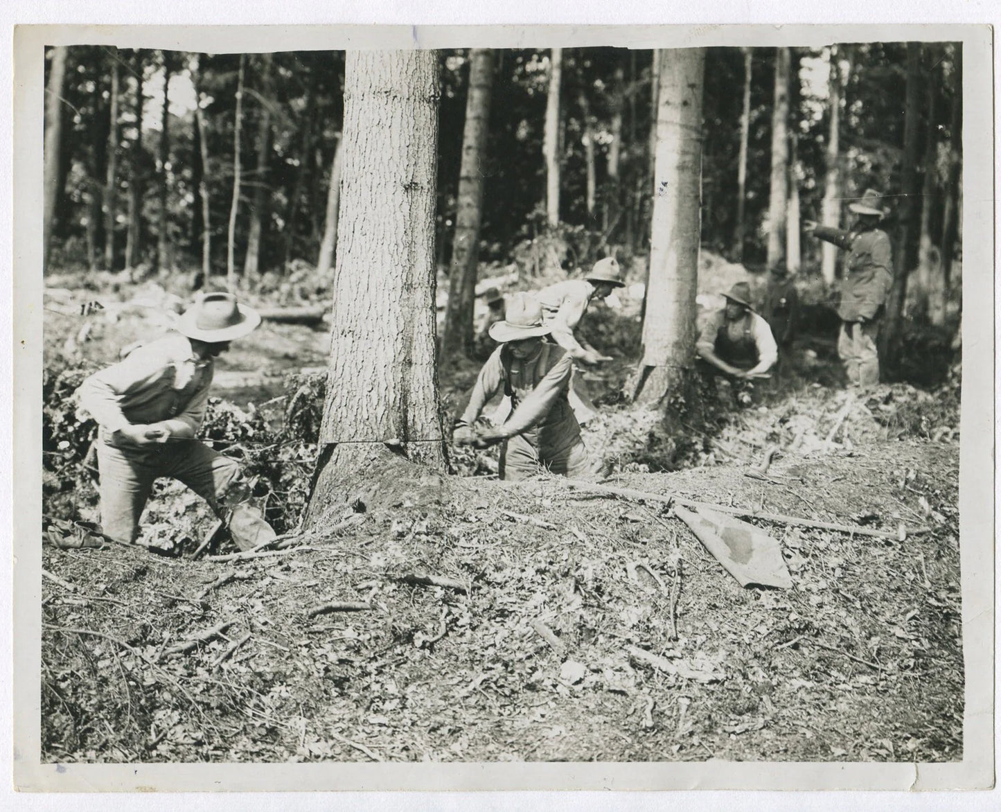 CANADIAN FORESTRY UNIT AT WORK. WWI.  (8x10 REPRINT)