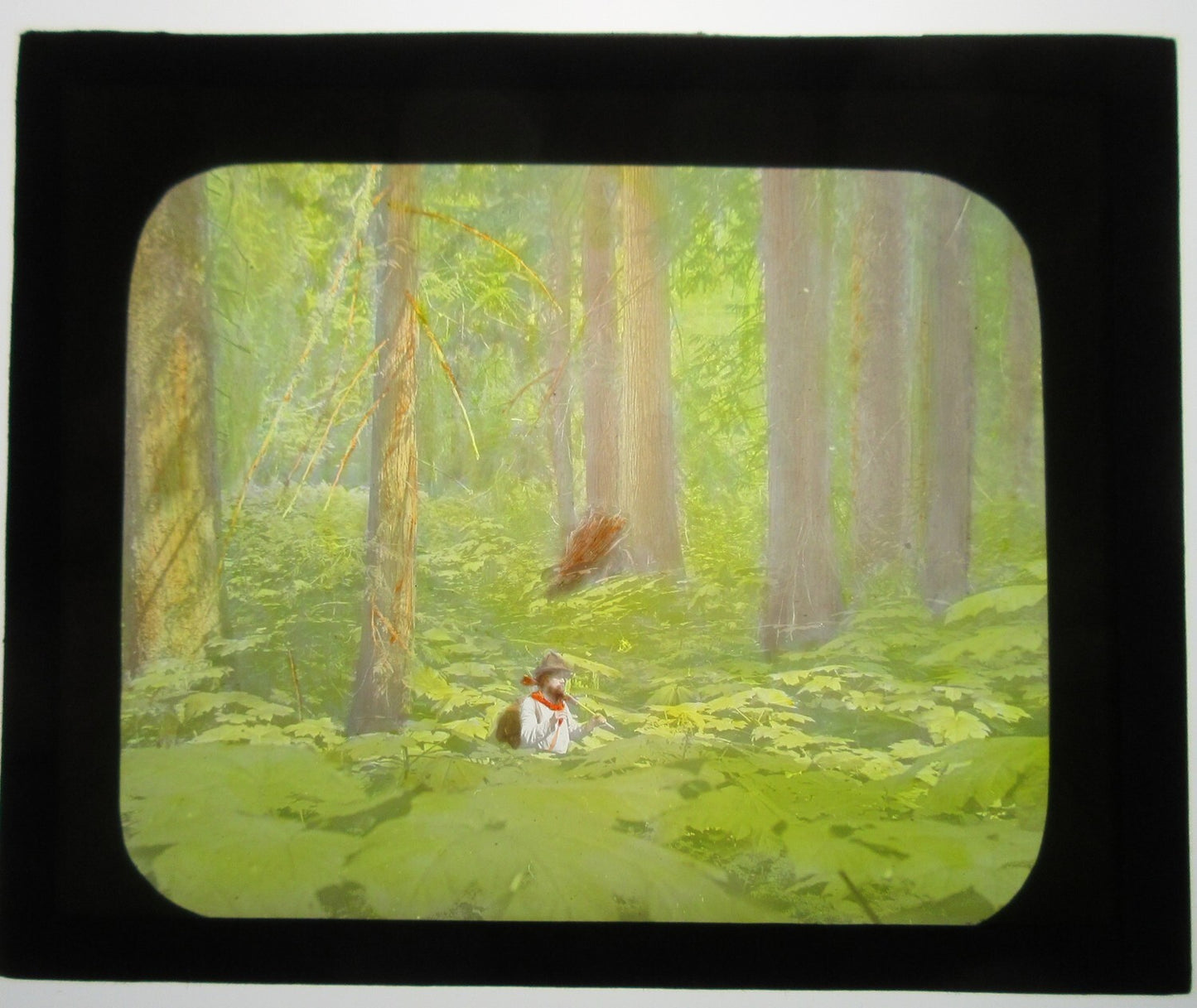 MAN STRUGGLES THROUGH THICK FOREST. HAND COLORED LANTERN SLIDE.