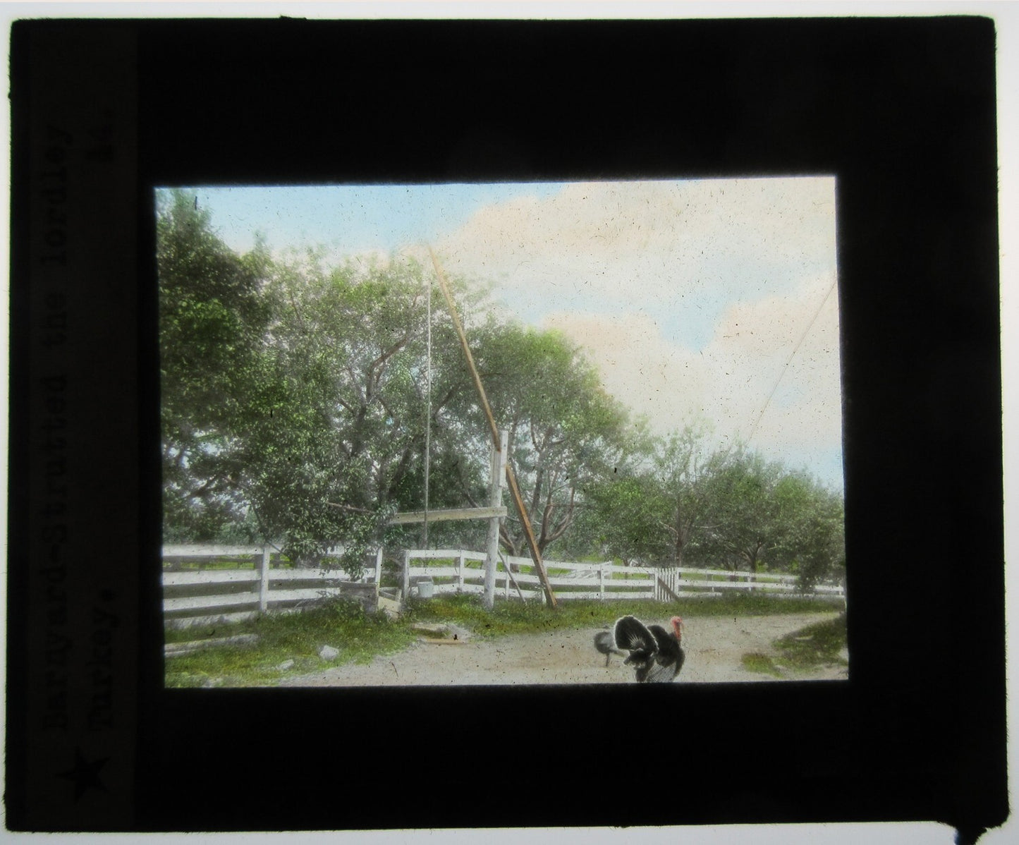 TURKEY STRUTTING IN BARNYARD. HAND COLORED PHOTO ON GLASS.
