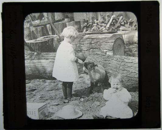 YOUNG SIBLINGS BOTTLE FEEDING YOUNG LAMB. LANTERN SLIDE.