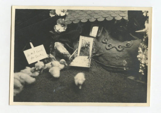1941 SNAP SHOT PHOTO BABY CHICKS W/ NOTE SAYING DONT FEED THE DUCKS