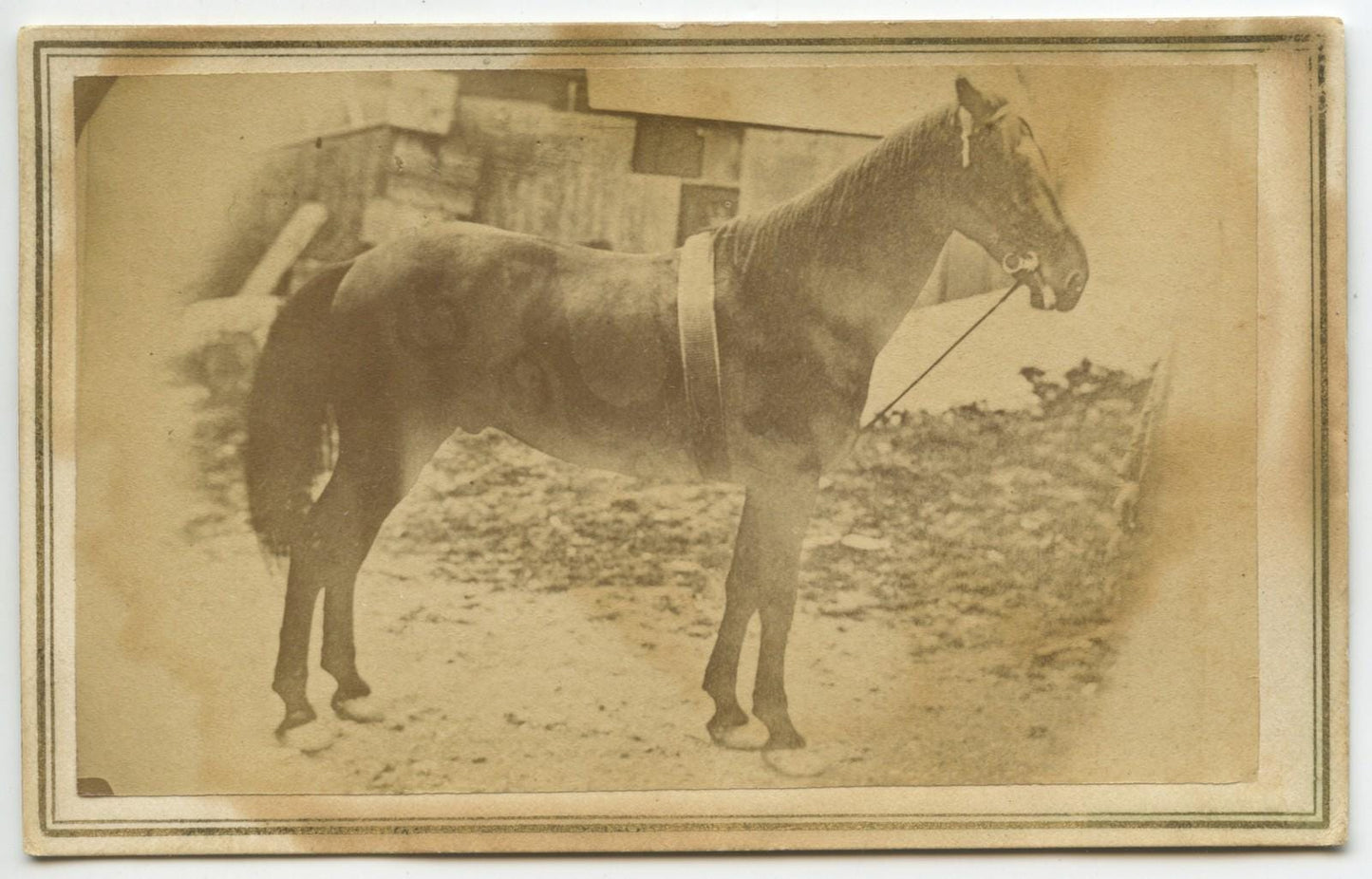 Civil War Era Horse CDV Photo