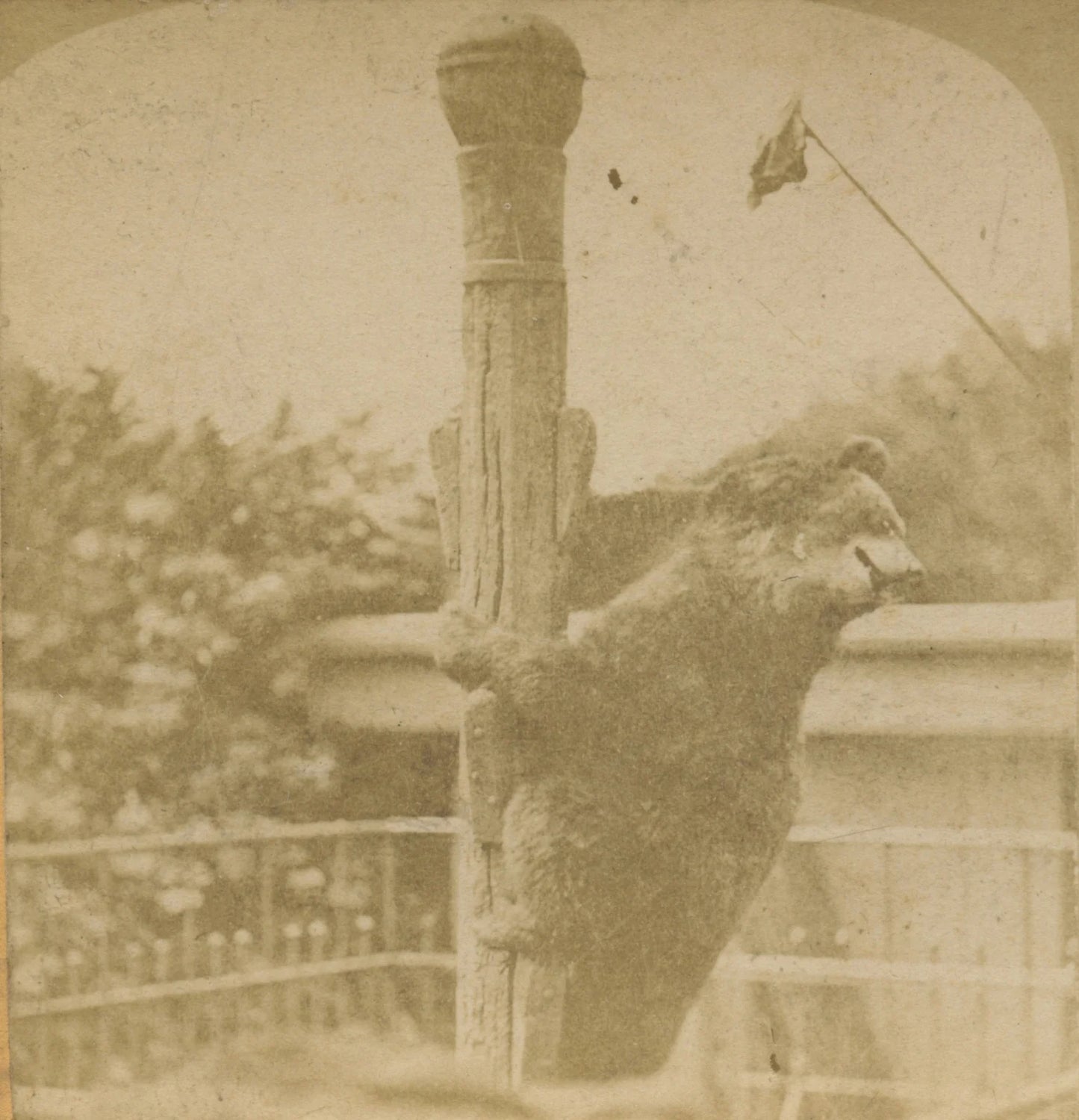 WILDLIFE/ANIMALS, BEAR, VINT PHOTO