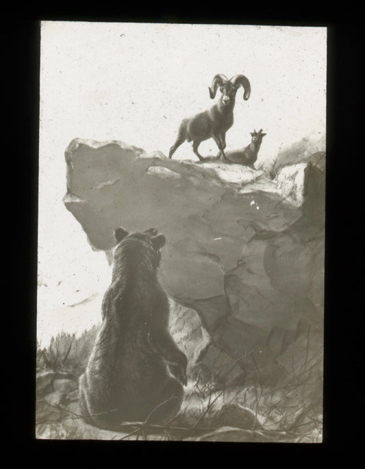 Vintage lantern slide 1898 Four-footed Americans and their kin, 3.25x4 inch