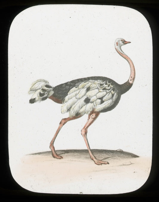 Vintage Hand-Tinted Glass Lantern Slide: African Ostrich, 3.25 x 4 in -