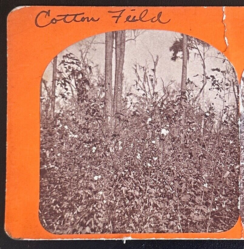 Vintage Stereo View Card Cotton Field Sea Island Florida 3.5x7in - Historic