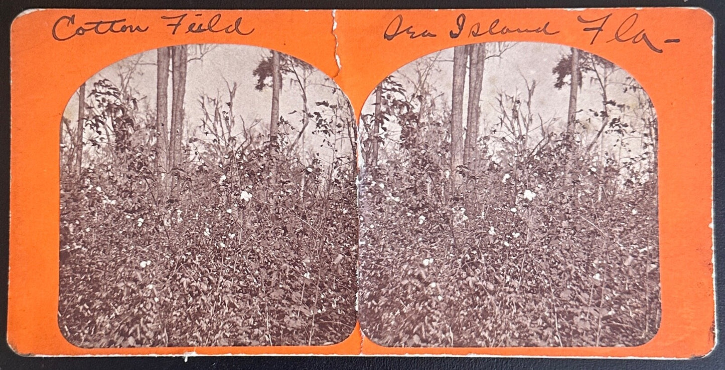 Vintage Stereo View Card Cotton Field Sea Island Florida 3.5x7in - Historic