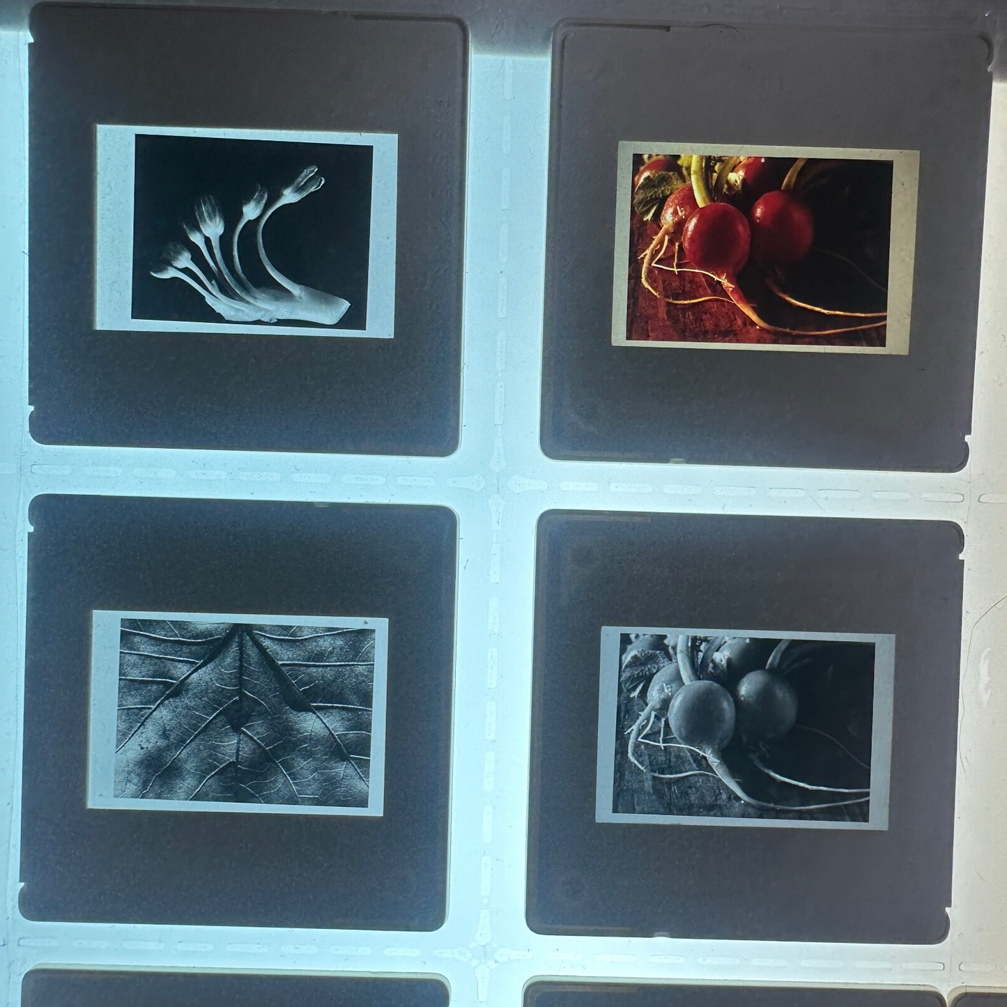 Professional Photographers "MACRO?Pinhole/Still Life" 35mm Slides Lot of 70+