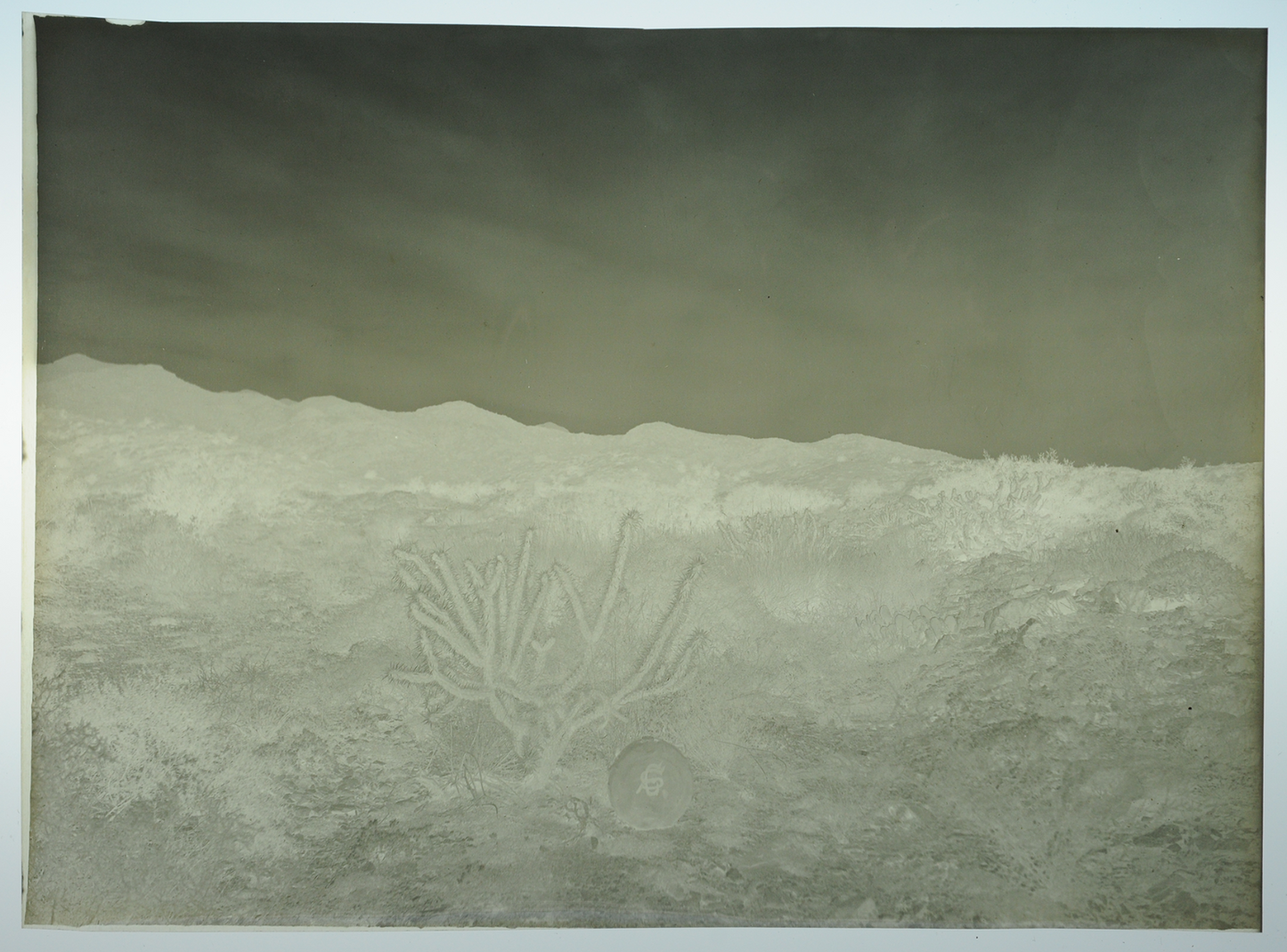Lot of Five 5x7 Film Negatives Antique, Desert and Cactus, Interior, Stereo
