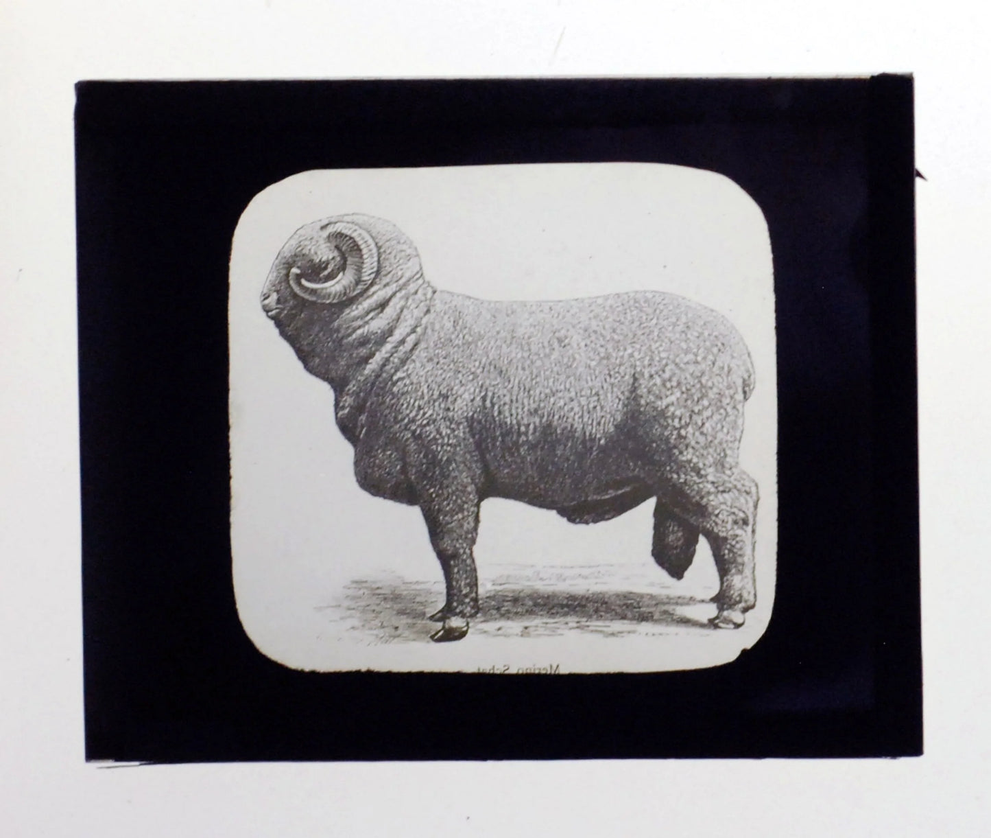 Big Fat Ram Antique Photo On Glass//DIY Art//Japanese Zodiac