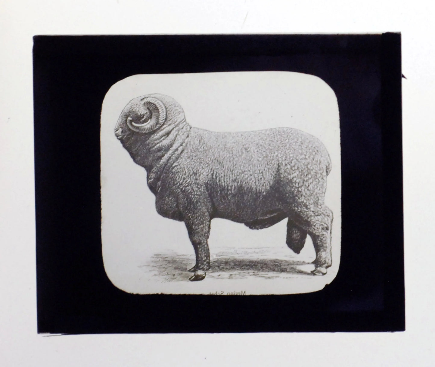 Big Fat Ram Antique Photo On Glass//DIY Art//Japanese Zodiac