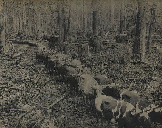 RUSTIC ANTIQUE PHOTO LOGGING. VANCOUVER,B.C. SILVER PRINT.